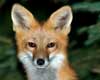 fox information