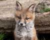fox info