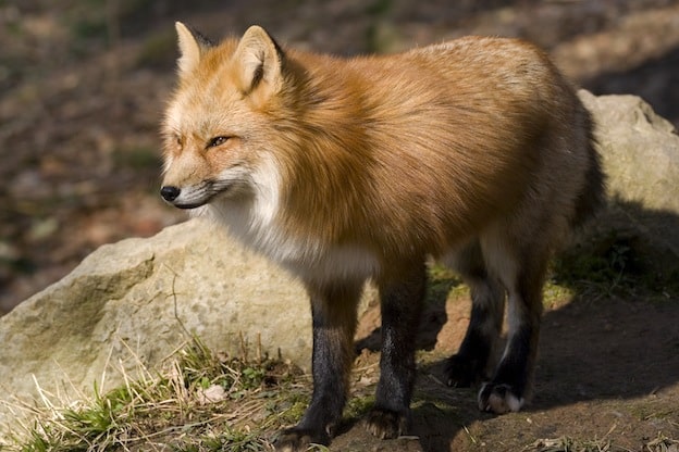 Fox physical characteristics