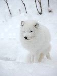 Arctic Fox Or White Fox
