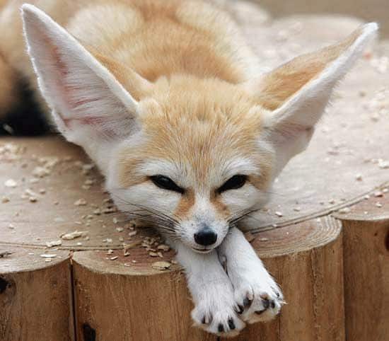 Fennec-fox-claws