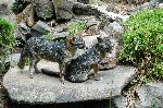 Grey Foxes On Rocks