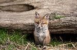 Kit Red Fox Peering