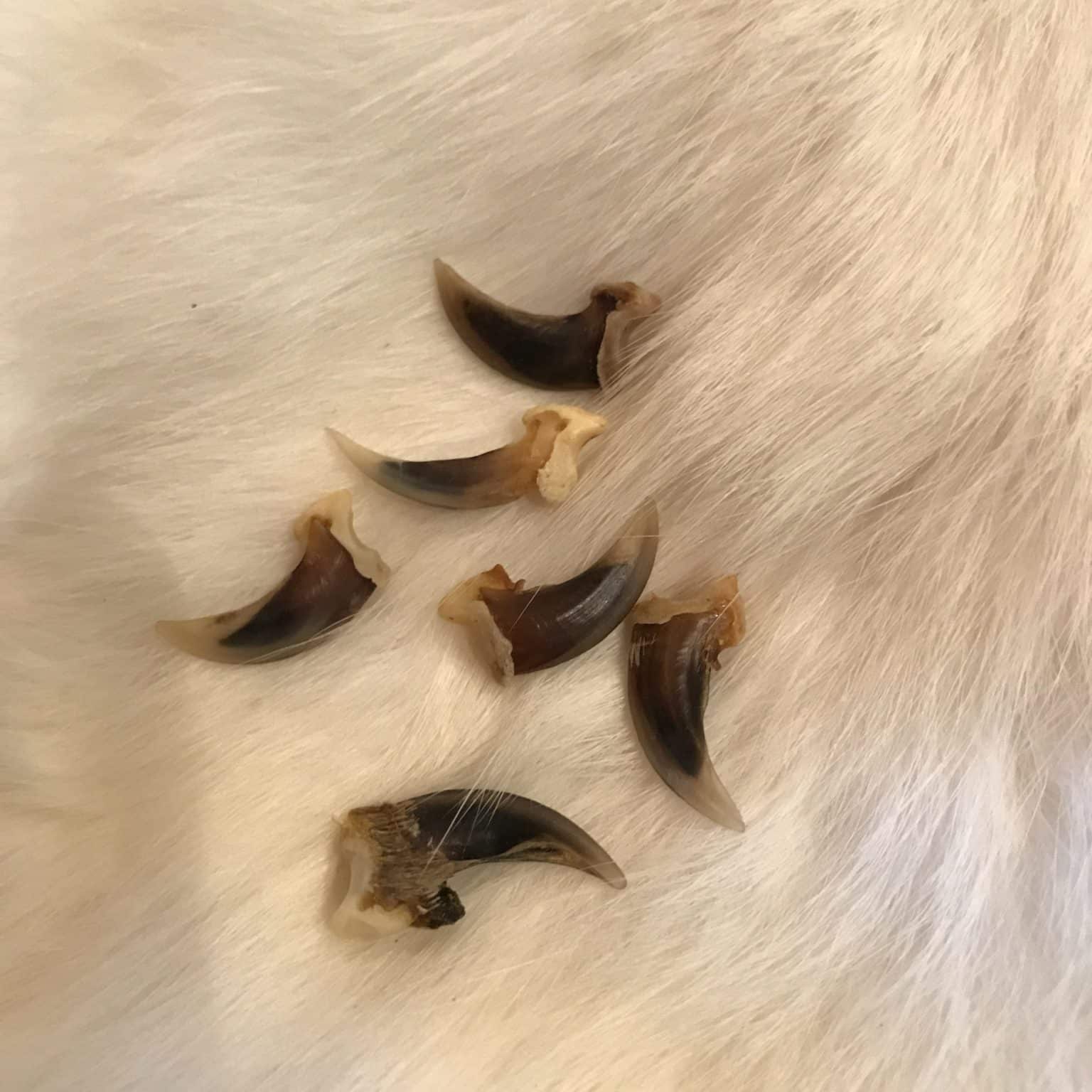 Fox Claws Fox Facts and Information