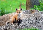 Red Fox Cub In The Wild