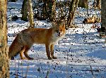 Red Fox In Taiga Biome