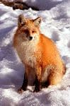 Red Fox Sitting On Snow