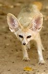 Small Fennec Fox and Its Unusual Ears