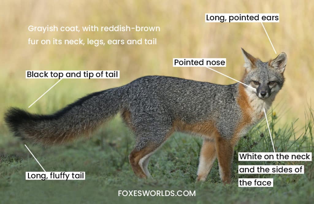 gray-fox-anatomy