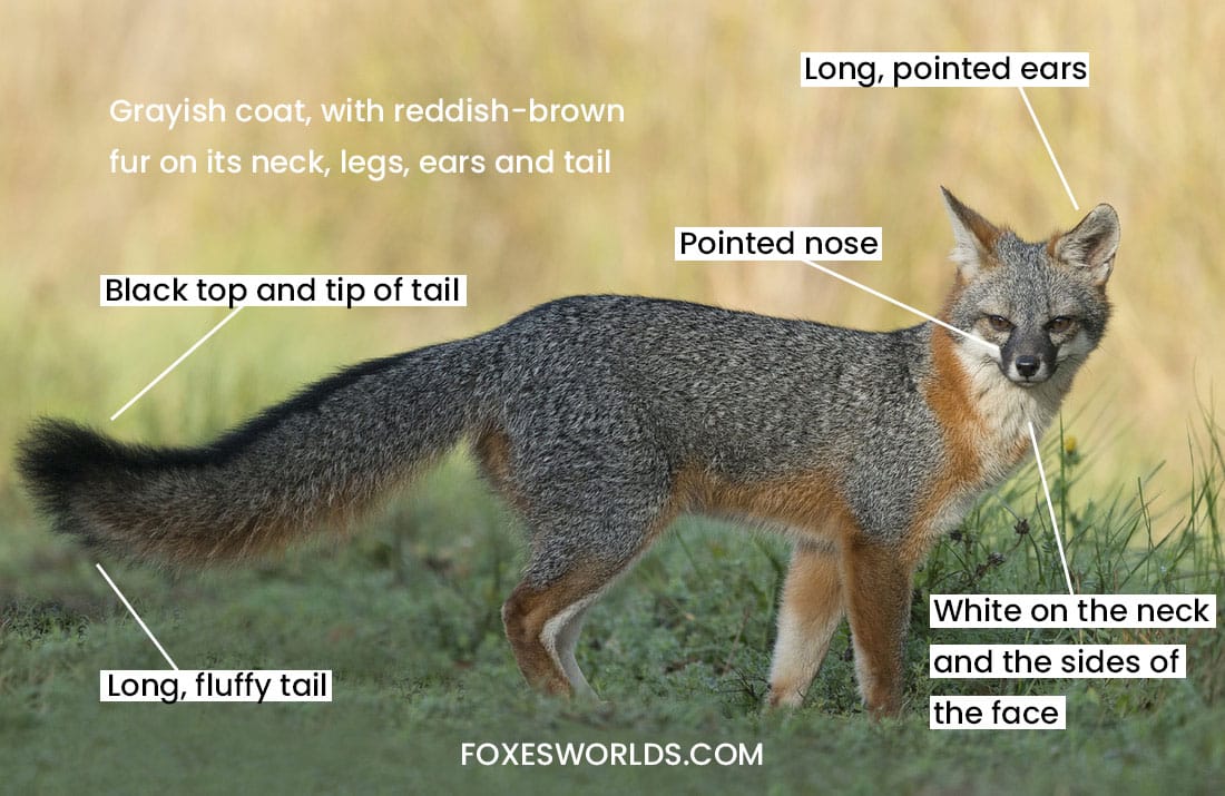 Gray Fox Fox Facts And Information