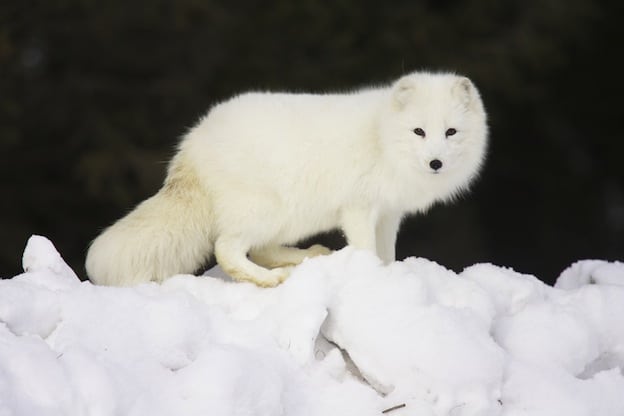 Characteristics about Arctic Fox