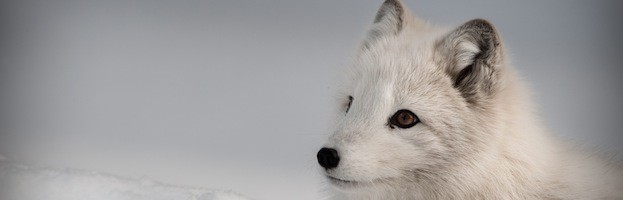 Fox Conservation Efforts