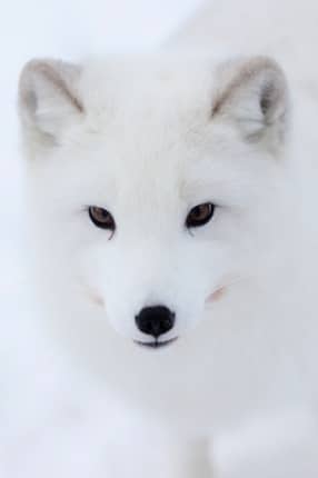 Beautiful Arctic fox
