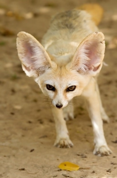 Fennec fox characteristics