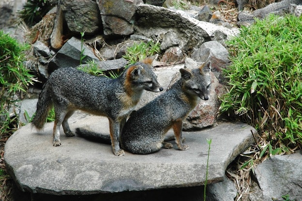 Information about Grey foxes