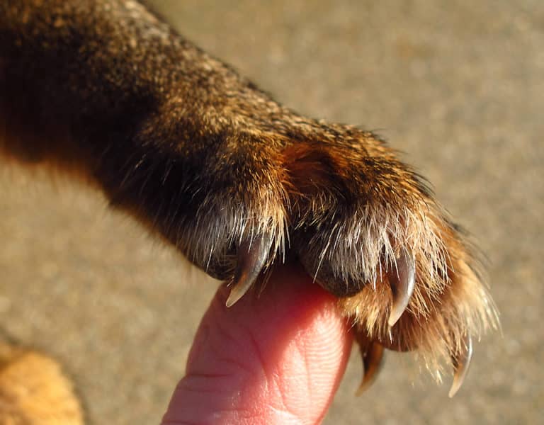 Fox Claws Fox Facts and Information