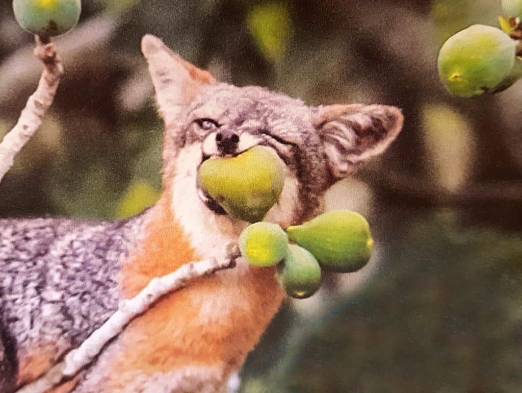 gray-fox-eating-fruit