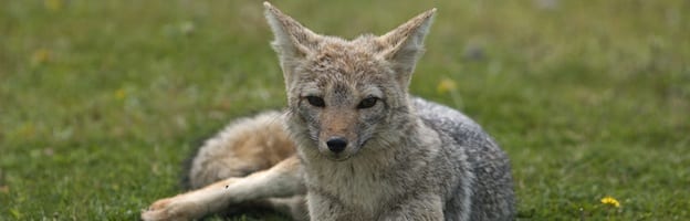 South American Grey Fox_picture