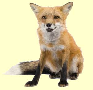top fox facts