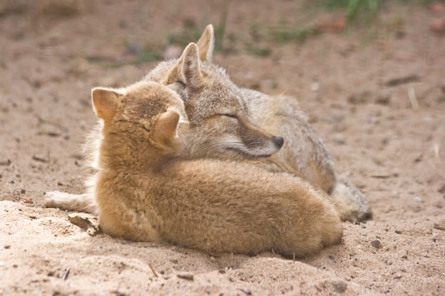 Two swift foxes, adult female with kid